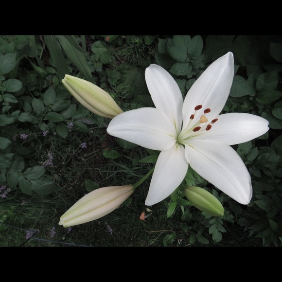 Meet your Posher, Rochelle - Picture 11 of 16